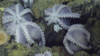 Media type: image;   Invertebrate Zoology 153105 Description: live specimen;